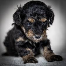 toy poodle for sale