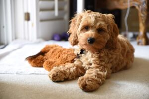 Cockapoo puppies