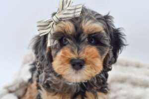 Cockapoo puppies