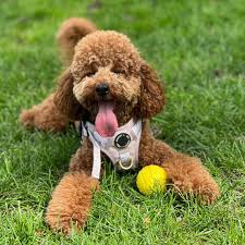 miniature poodle