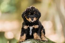 miniature poodle