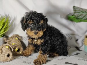 toy poodle for sal