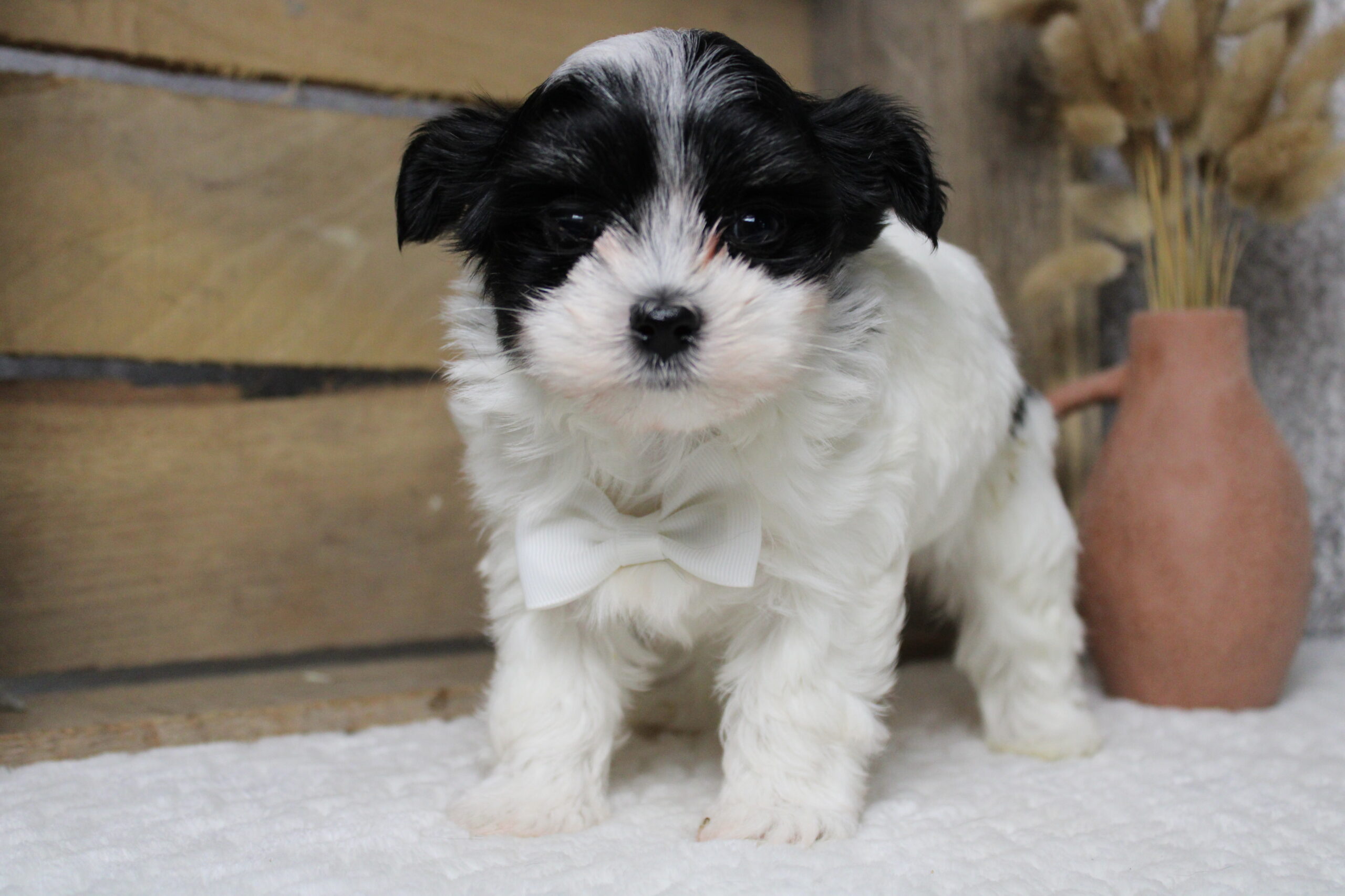 Morkie puppies for sale