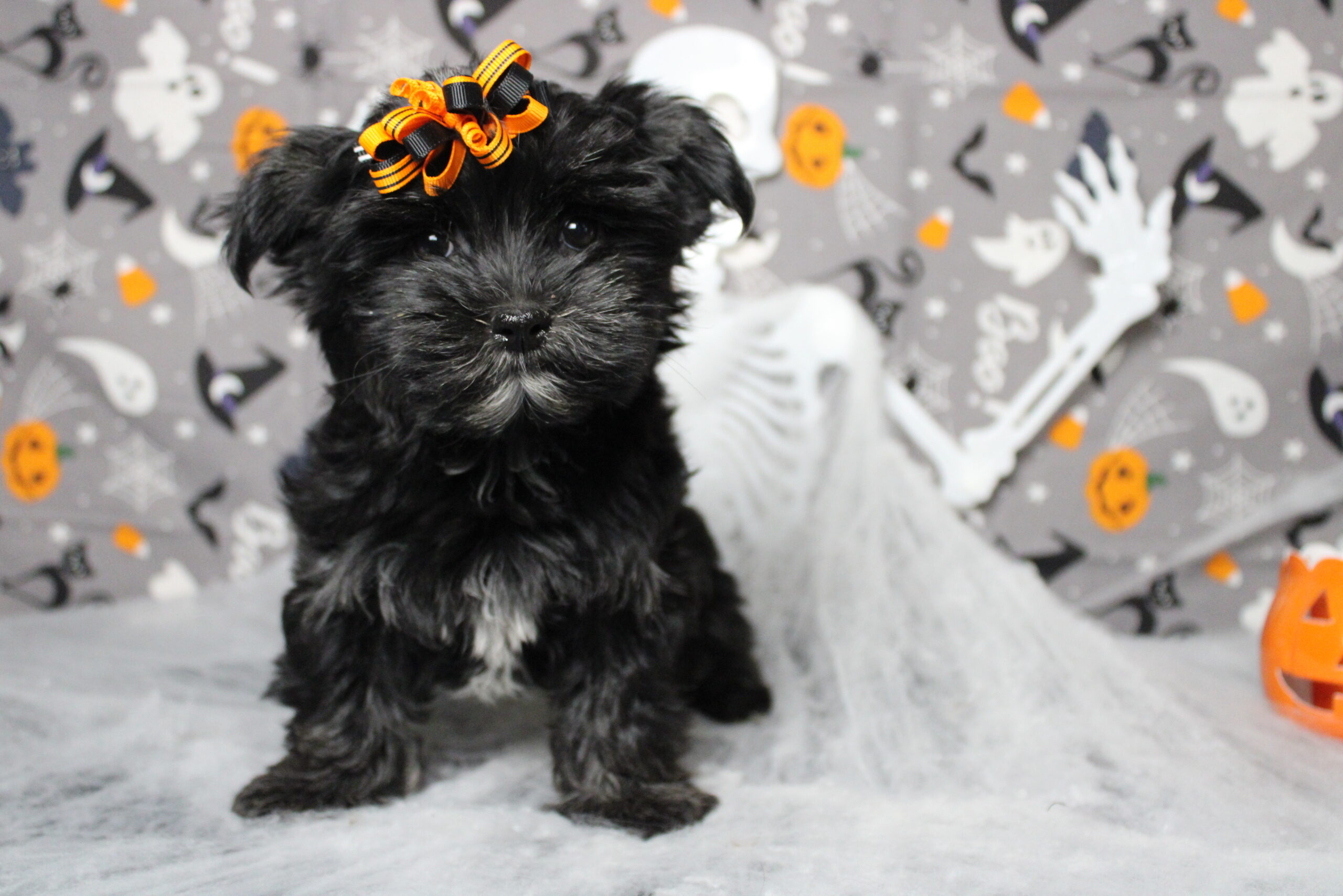 morkie puppies for sale