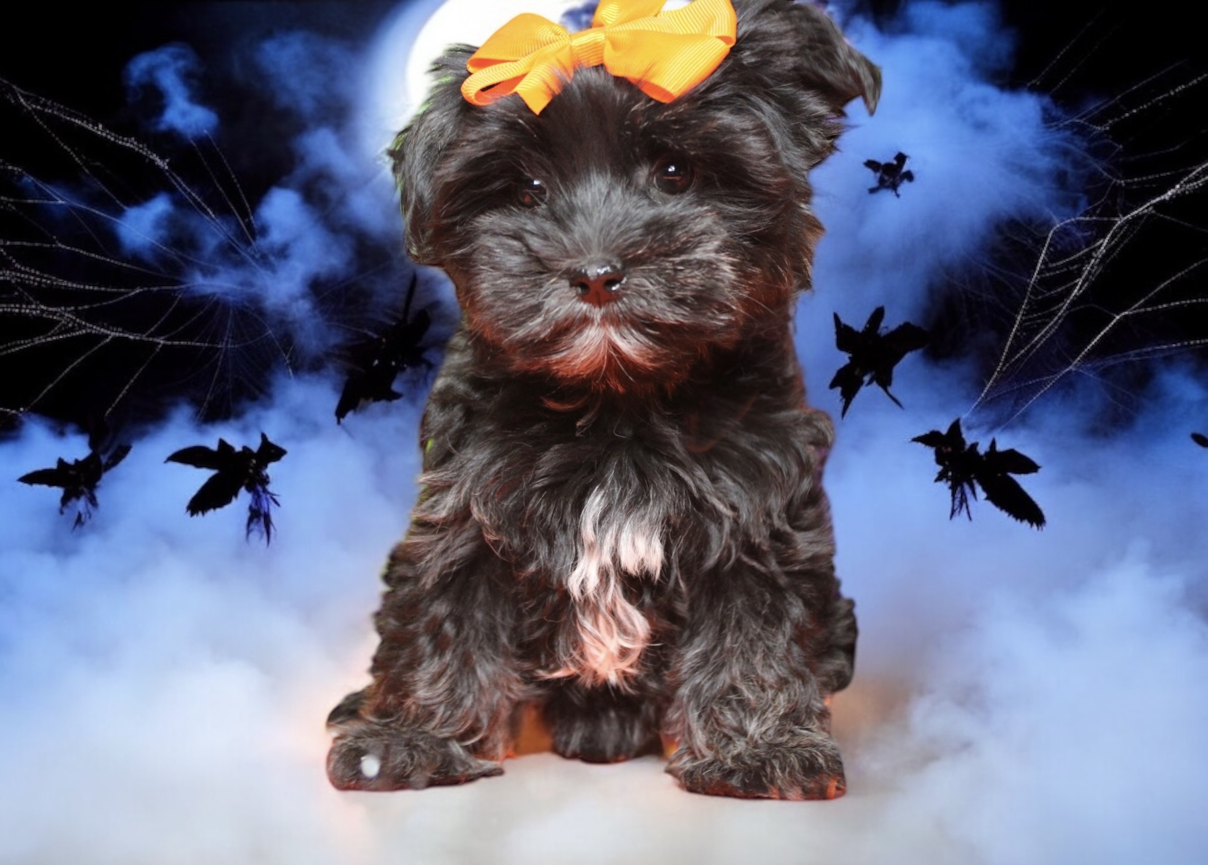 morkie puppies for sale