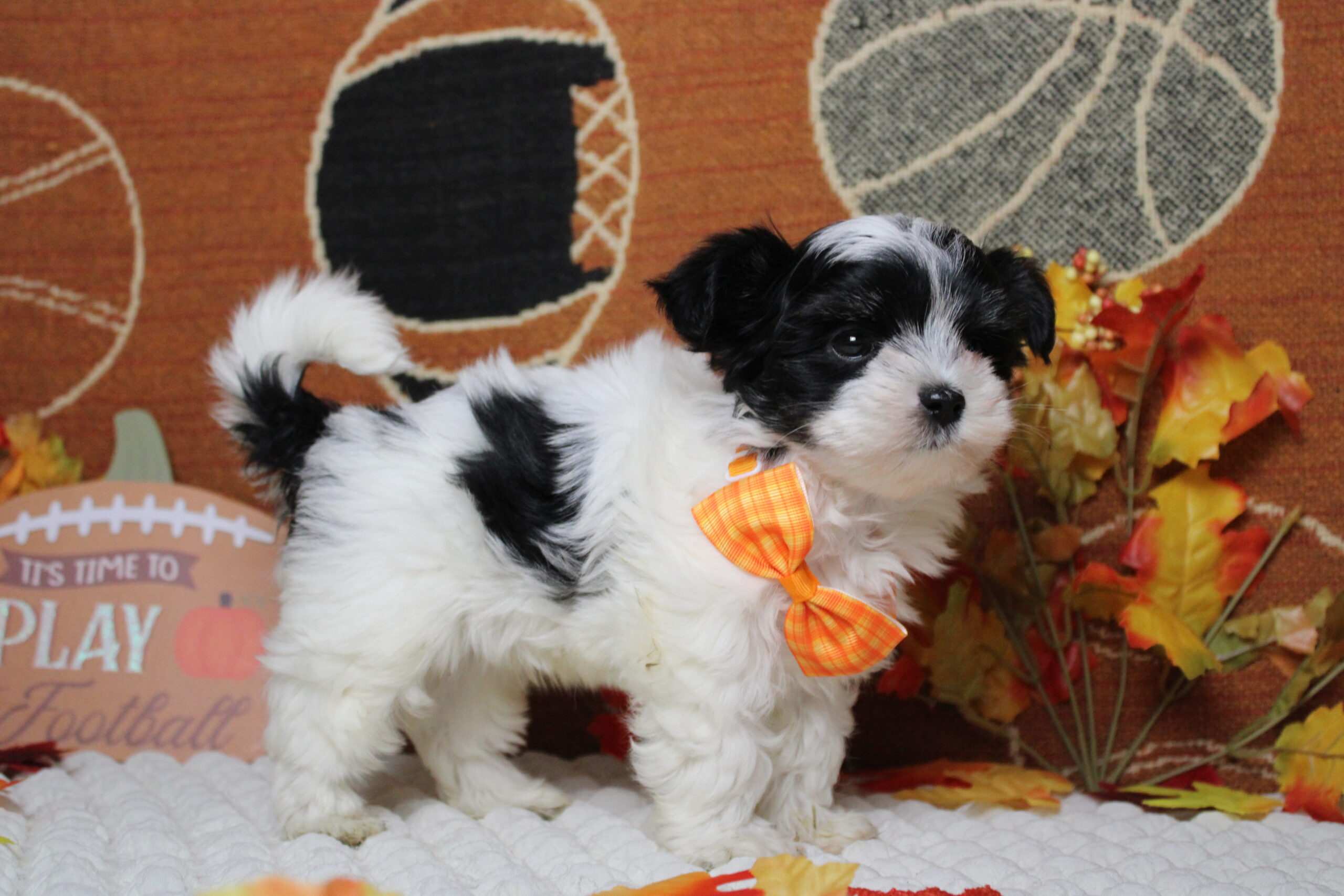 morkie puppies for sale