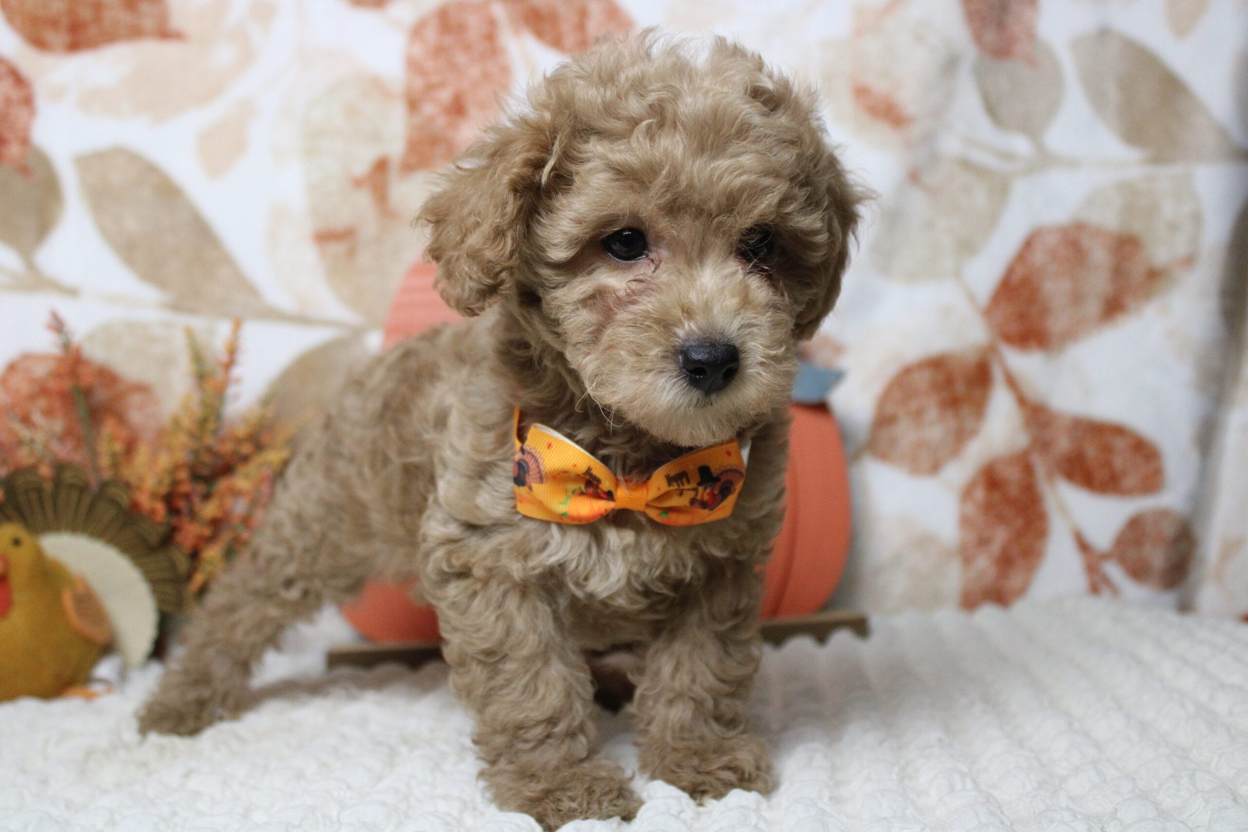 toy poodle puppies for sale