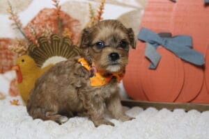 yorkie poo puppies