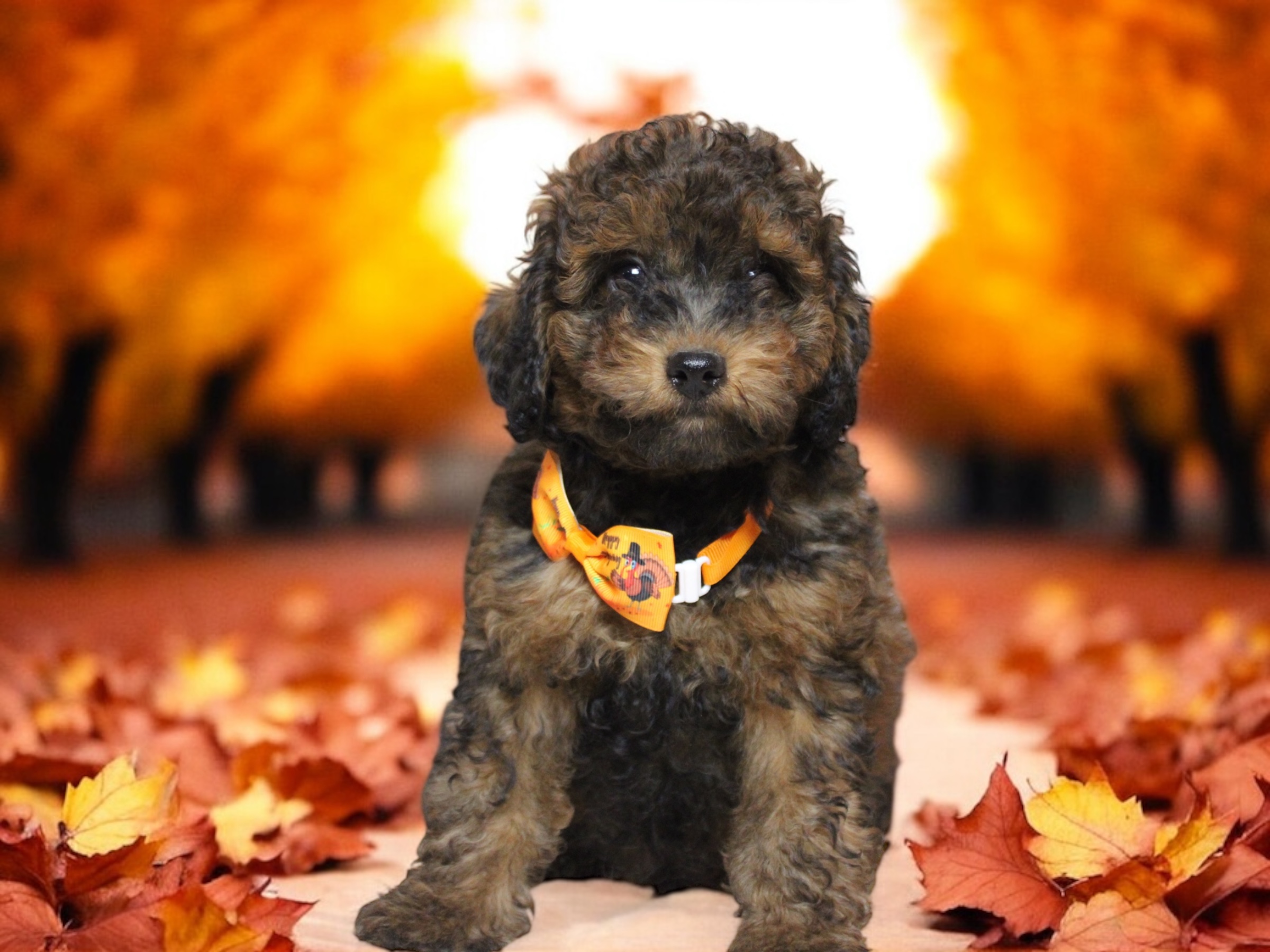 toy poodle for sale
