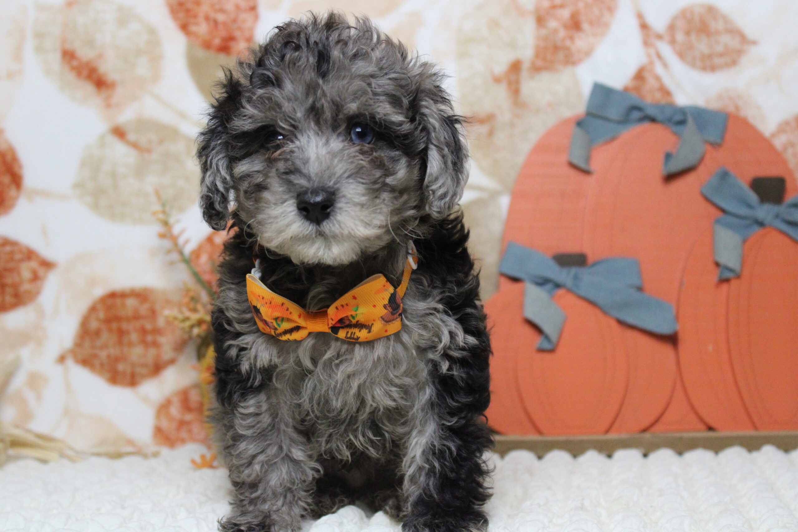 toy poodle puppies for sale