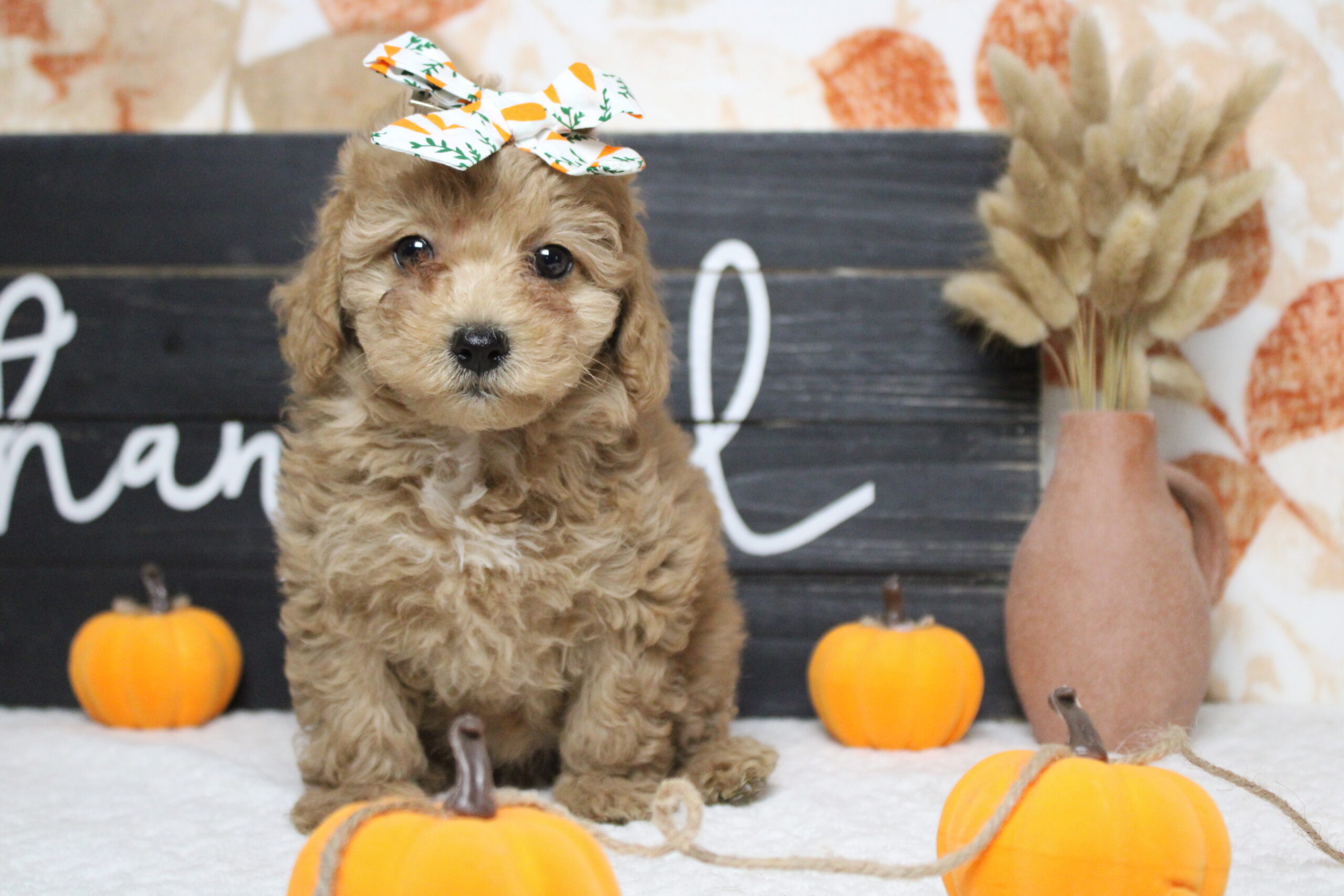 bichipoo puppies for sale