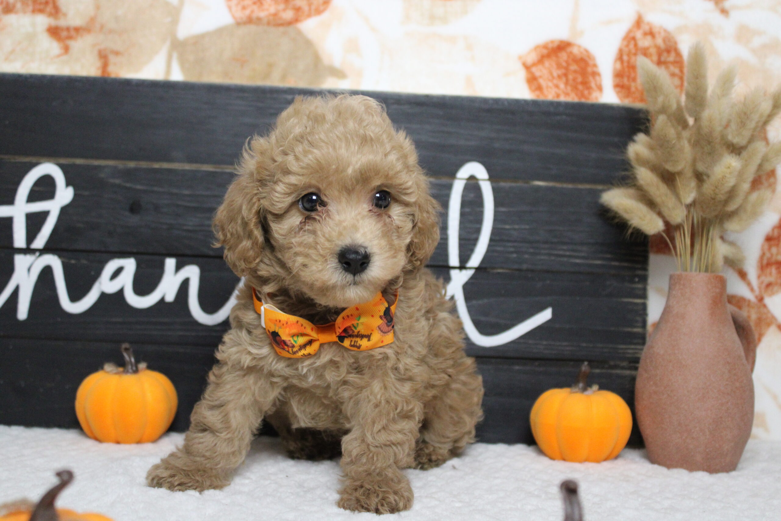 toy poodle puppies for sale