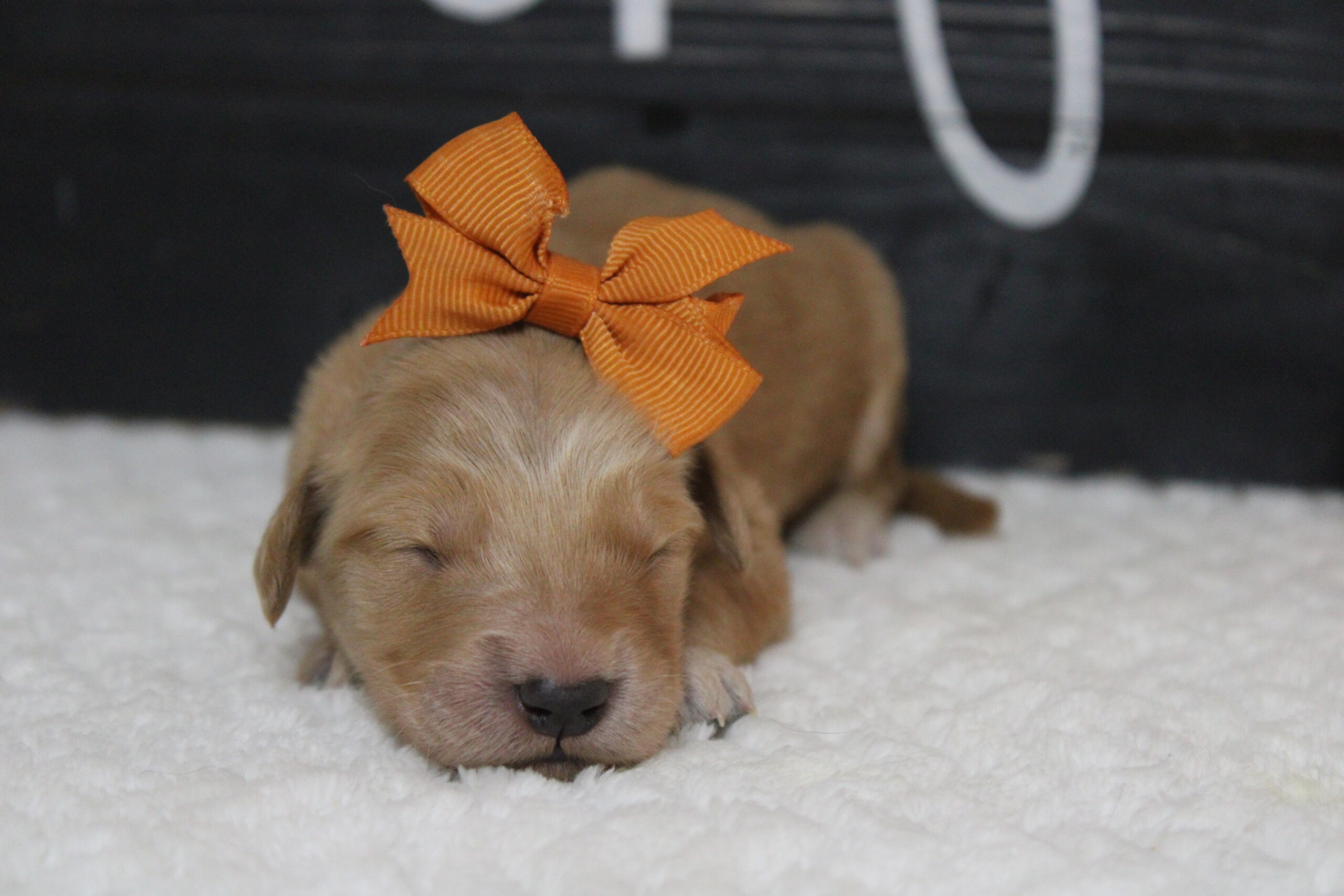 golden retriever puppies