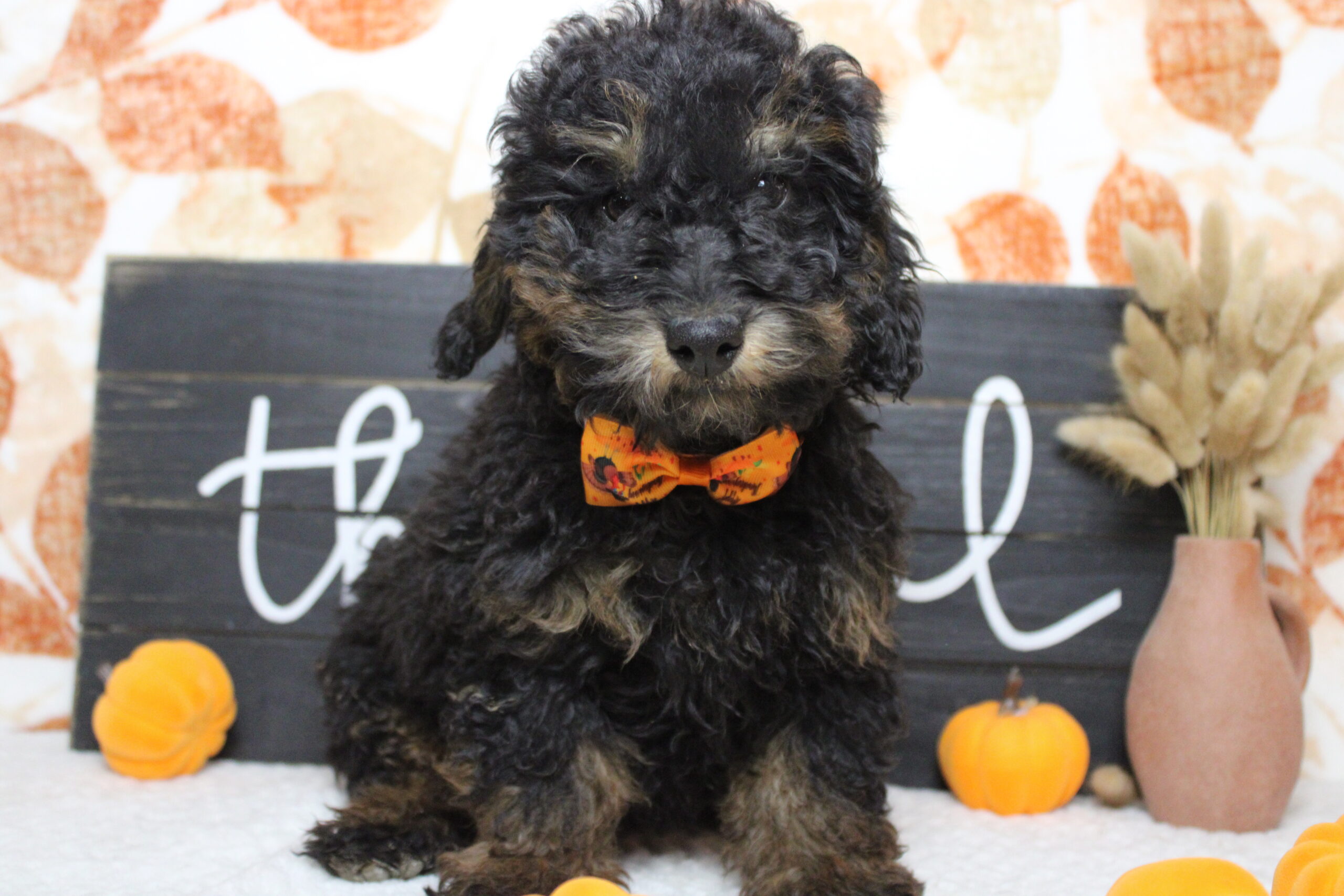 toy poodle puppies