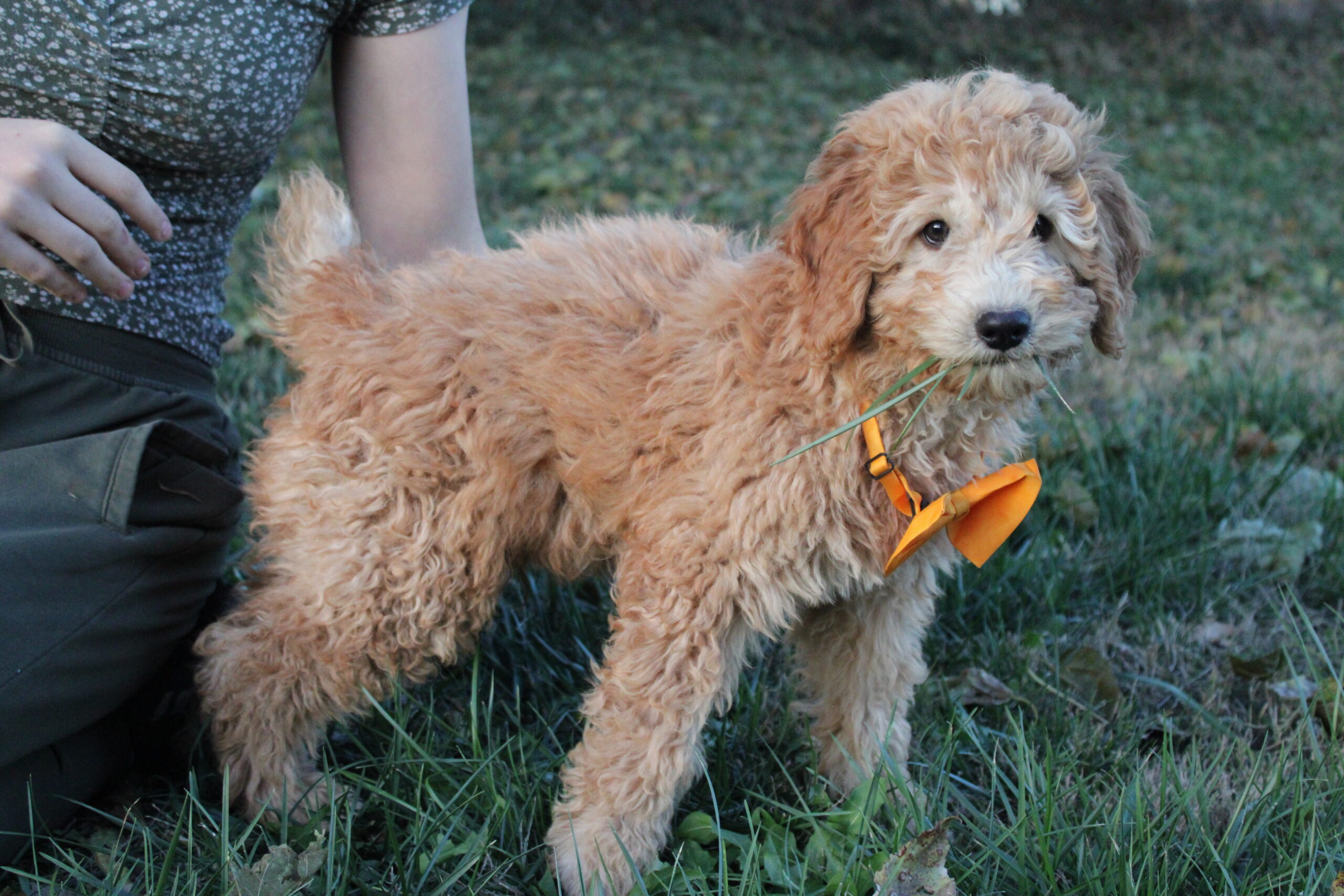 moyen poodle puppies