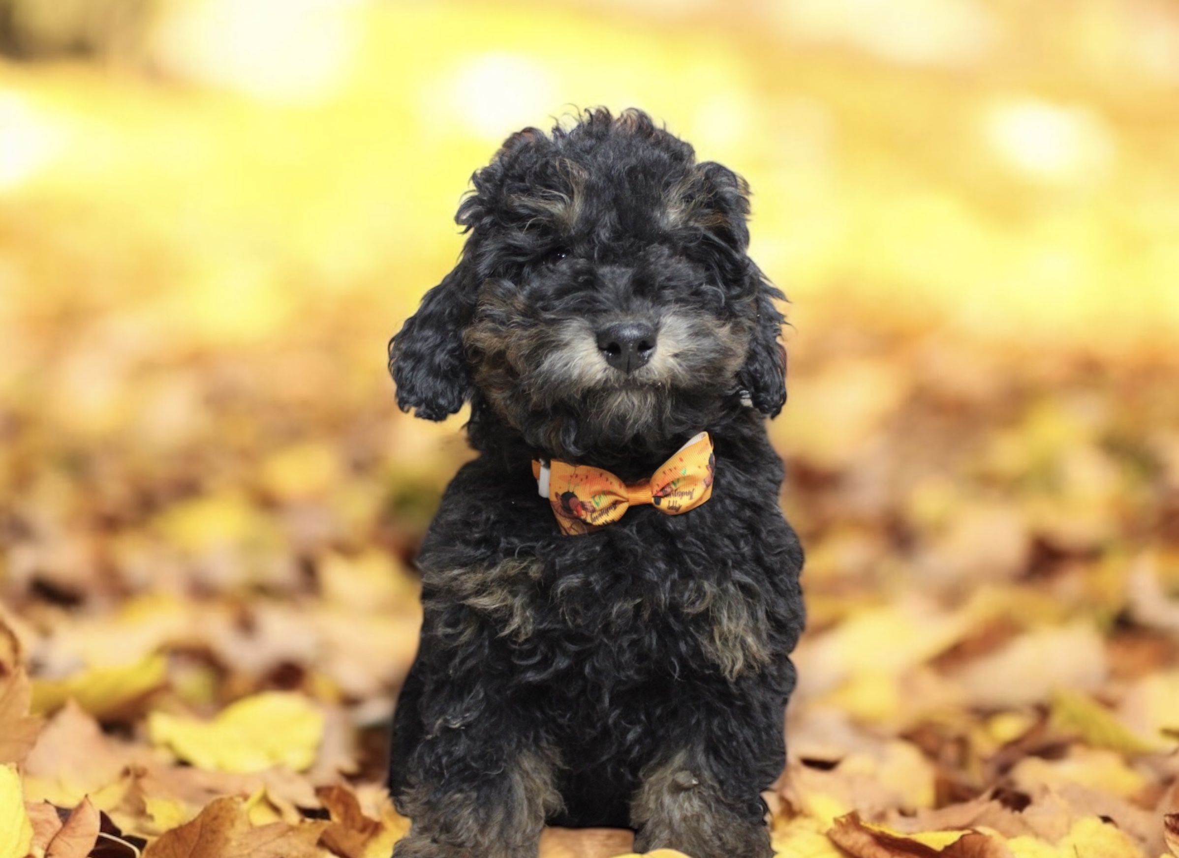 Toy poodle puppies