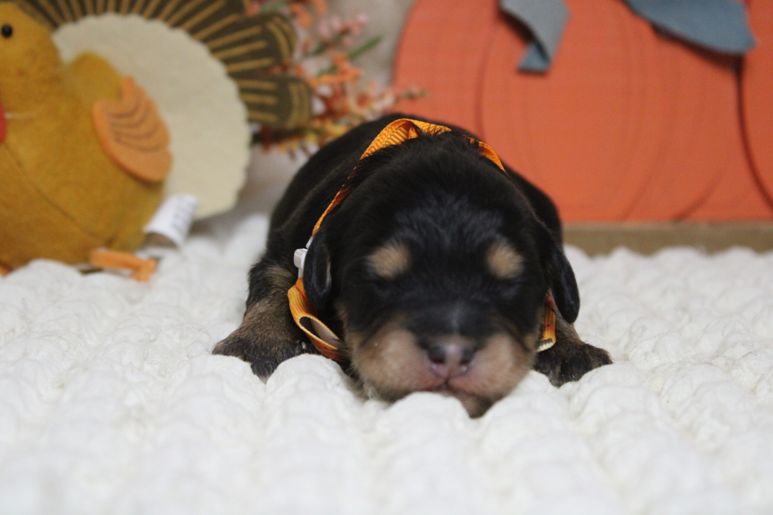 mini aussiedoodle puppies