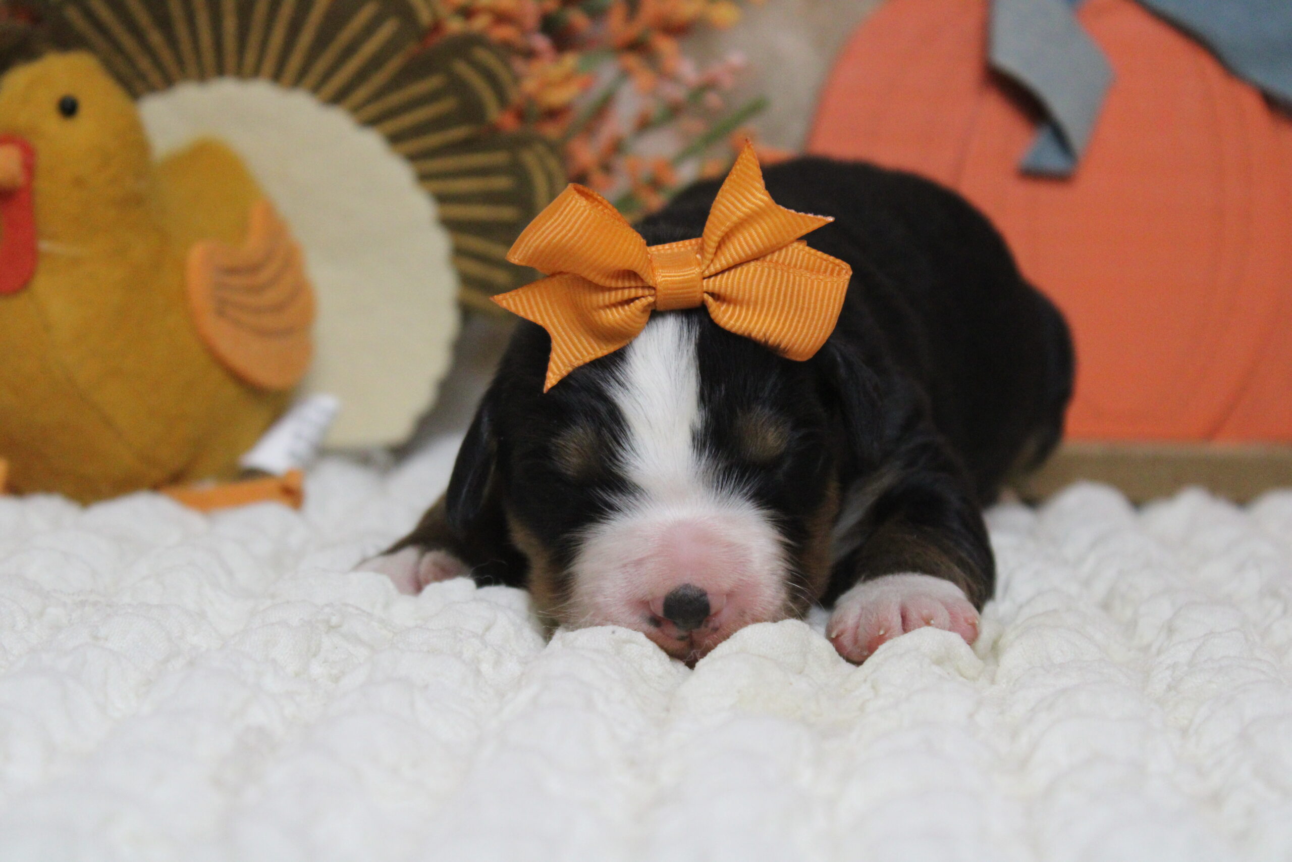 Bernese mountain dog for sale