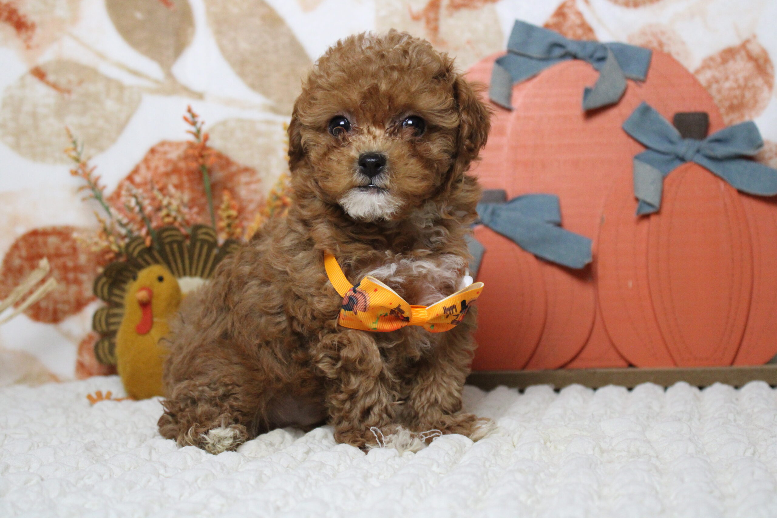 Bichipoo puppies for sale