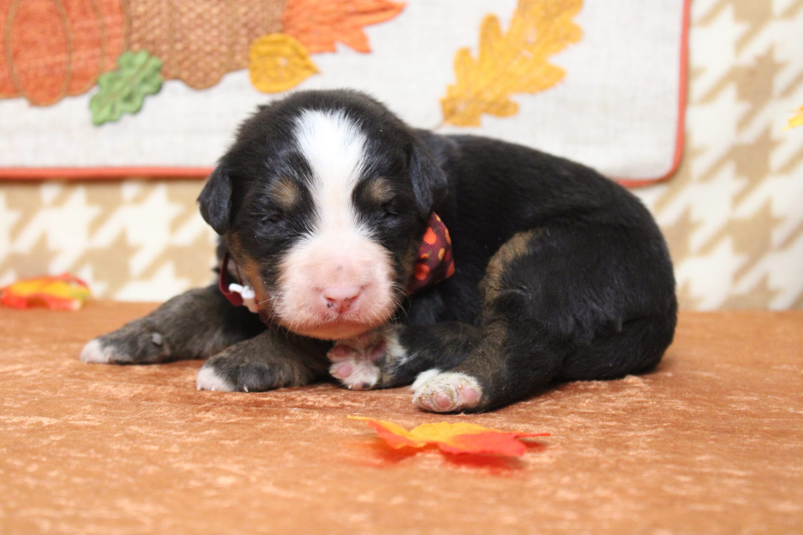 bernese mountain dog for sale