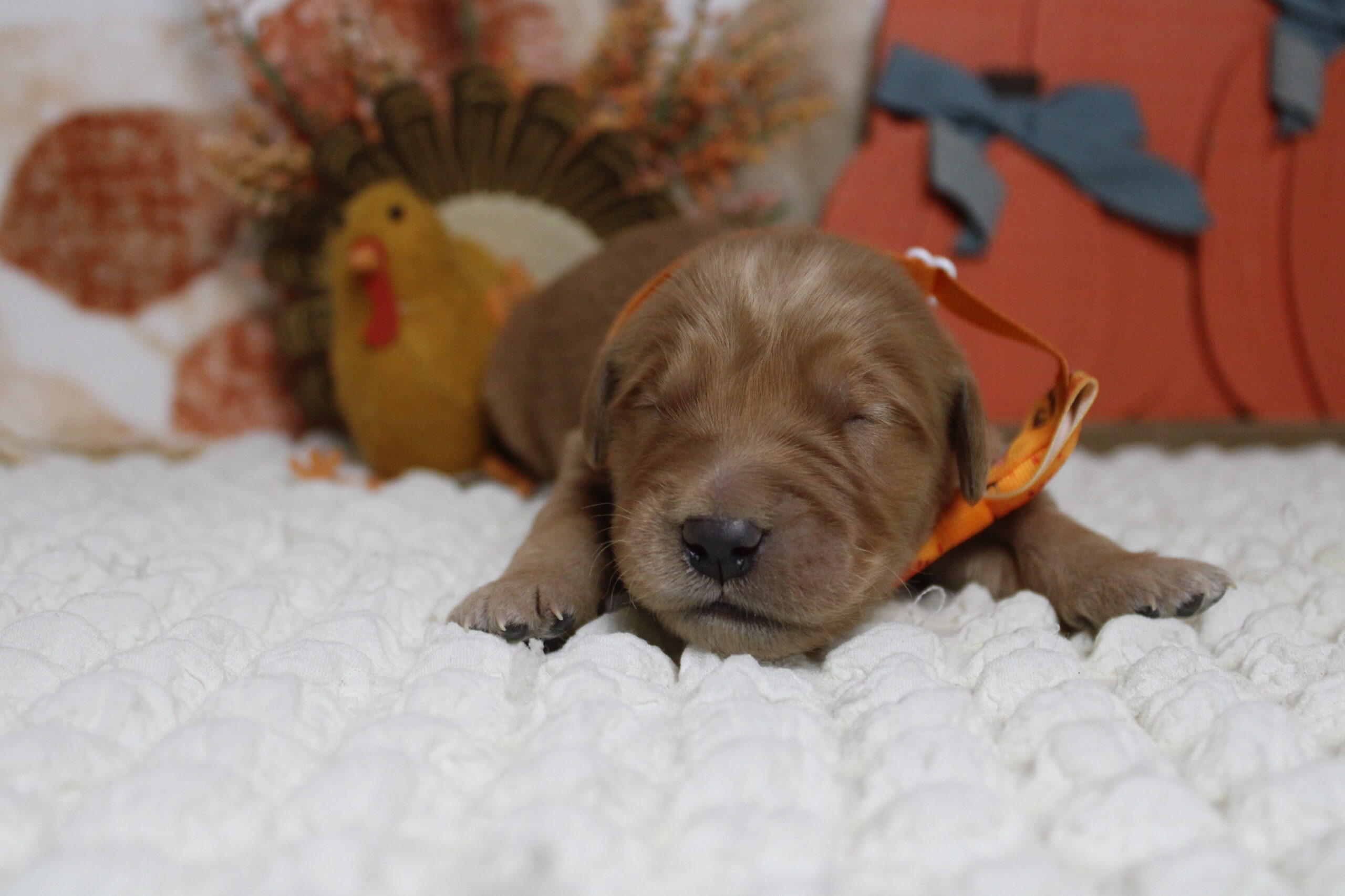 golden retriever puppies for sale