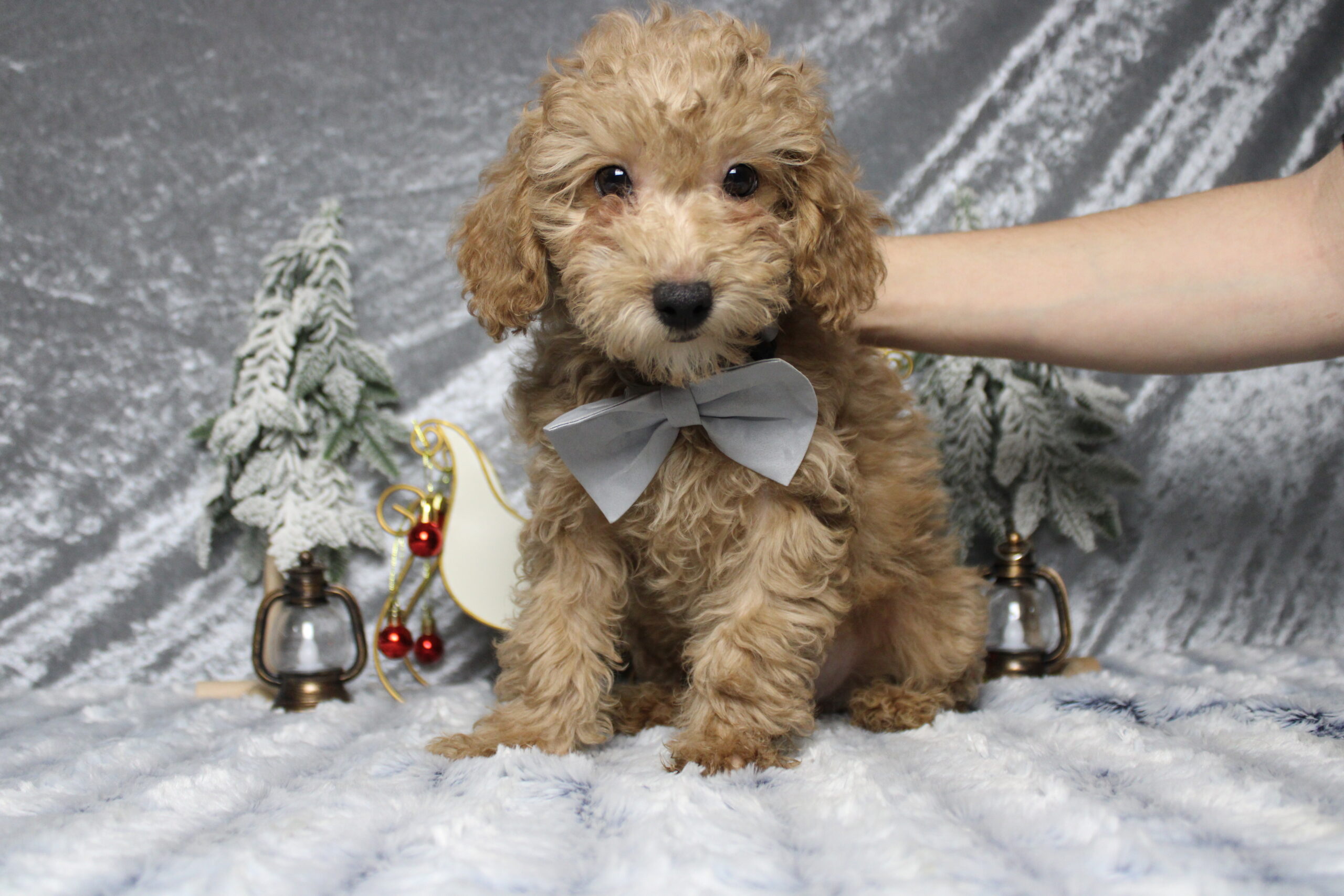 toy poodle puppies for sale