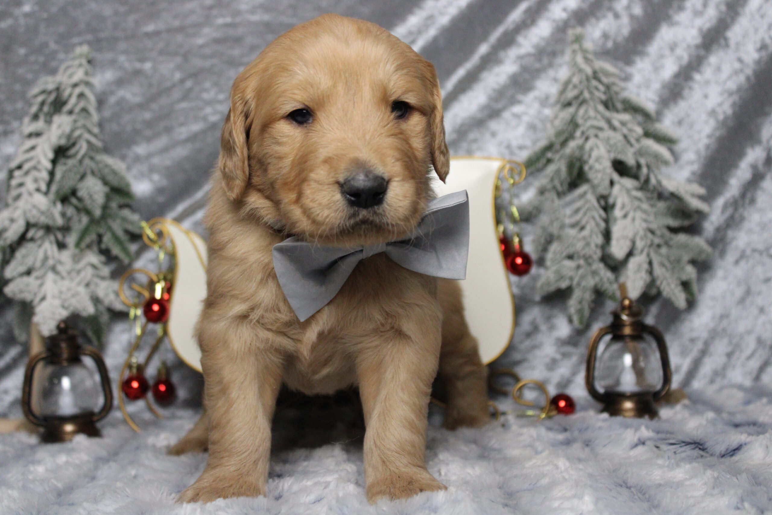 Golden Retriever puppies for sale