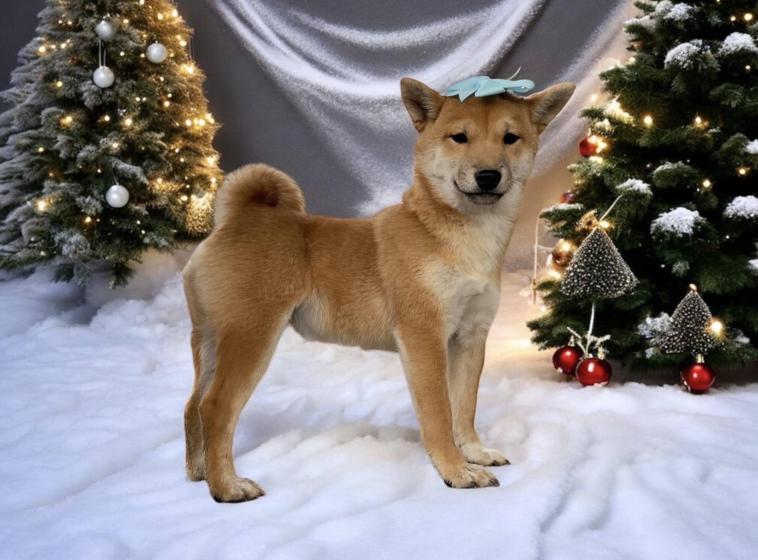 shiba inu puppies