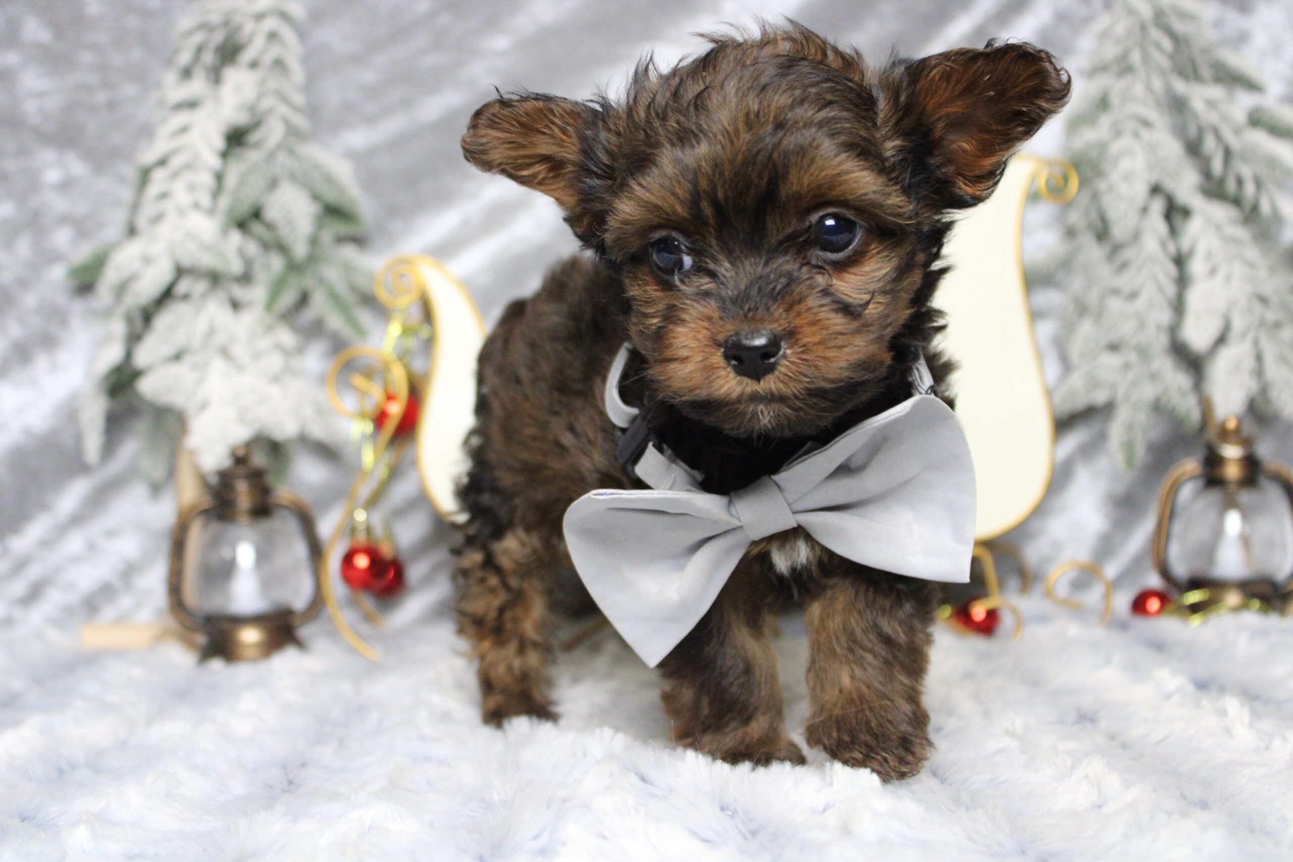 yorkie poo puppies