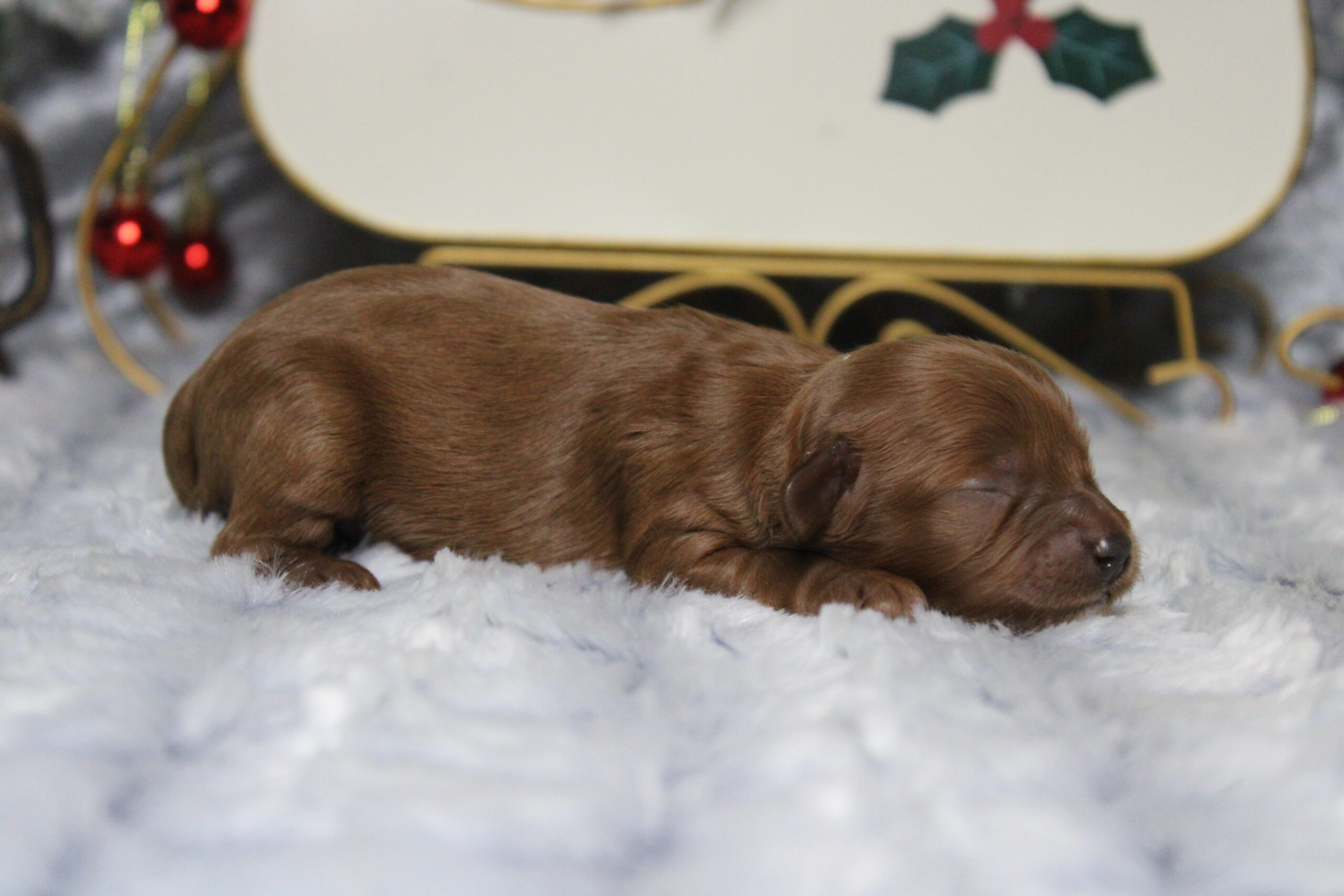 cavapoo puppies for sale