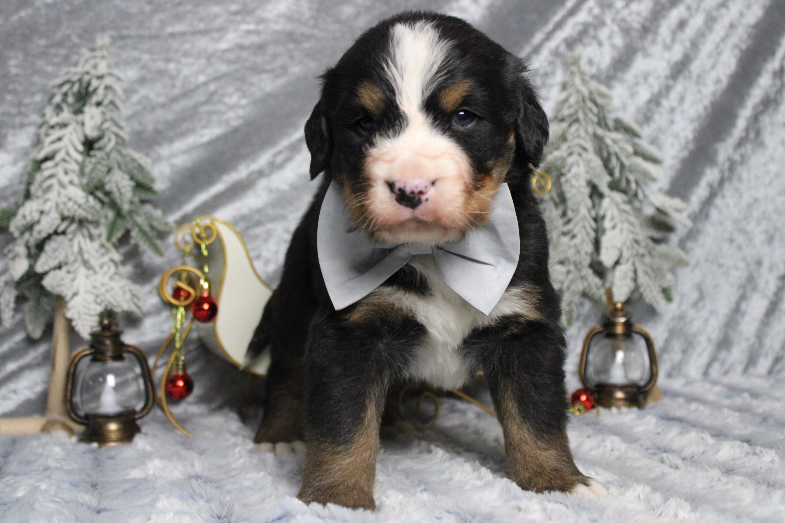Bernese mountain dog for sale