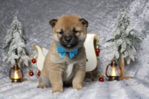 shiba inu puppies for sale