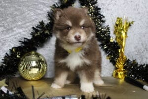 pomsky puppies