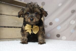 yorkie poo puppies