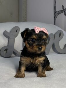 yorkie poo puppies