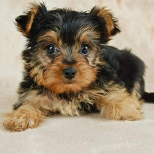 yorkie poo puppies