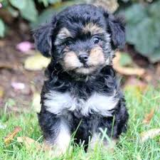 yorkie poo puppies