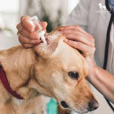 ear cleaning