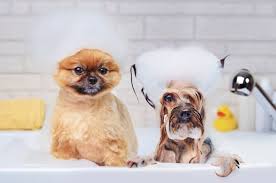 puppy grooming