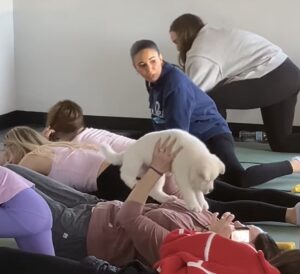 puppy socialization