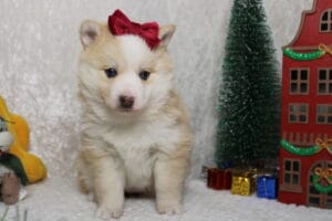 Pomsky puppies