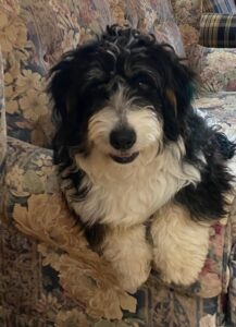miniature bernedoodle