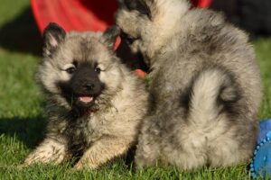 Keeshond