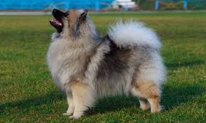 keeshond puppies for sale