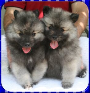 Keeshond puppies for sale