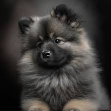 Keeshond puppies for sale