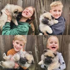 Keeshond puppies