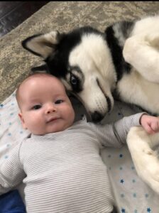 Siberian Husky