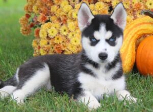 Siberian Husky