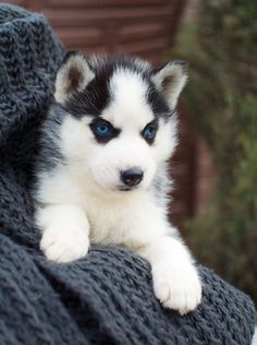 Siberian Husky